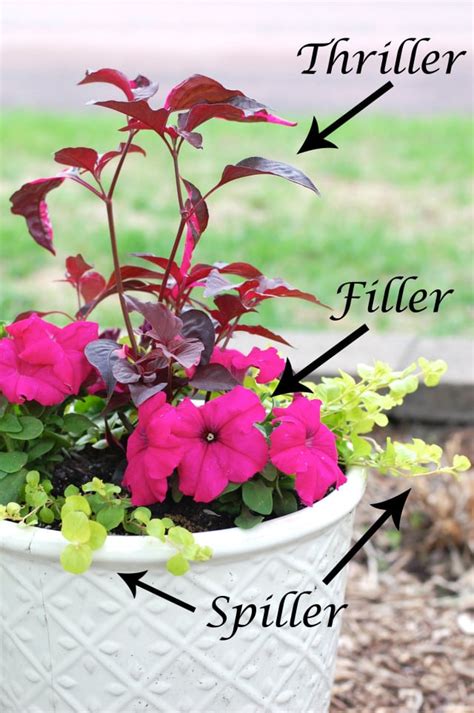 Planting flowers in a pot is not a long process, if you come prepared and have followed the steps listed above. Planting Flower Pots Thriller Spiller Filler | Container ...