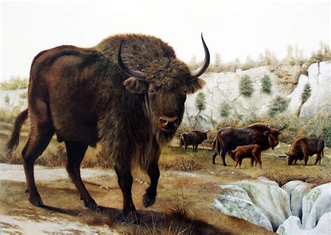 Steppe Bison Mauro Cutrona Prehistoric Wildlife Prehistoric