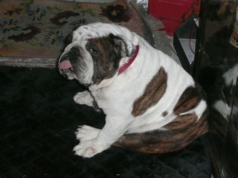 Common Bulldog Health Issues - Elongated Soft Palate