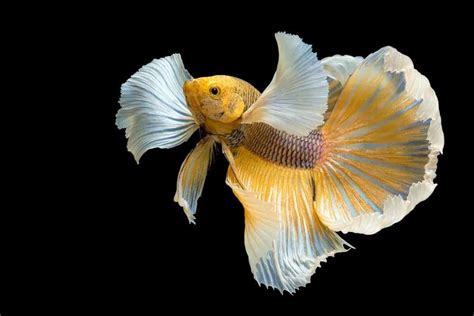 7 Of The Most Colorful Betta Fish For Your Home Fish Tank Nayturr