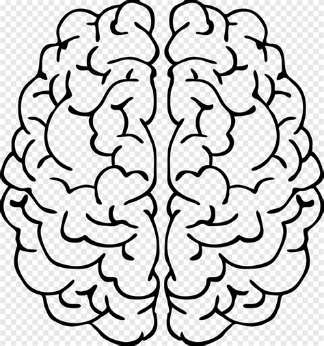 Brain Drawing Line Art Abstract Art Mind People Symmetry Png Pngegg