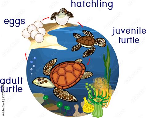 Life Cycle Of Sea Turtle Sequence Of Stages Of Development Of Turtle