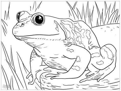 Frogs To Download For Free Kids Coloring Page Coloring Home