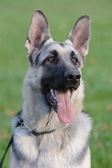 What Is A Silver Sable German Shepherd