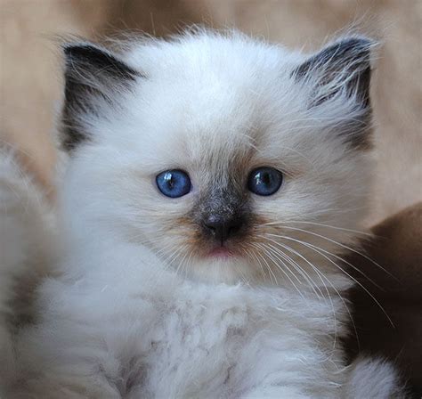 Pin By Linda Doeden On My Cats Ragdoll Cat Breed Kittens Cutest