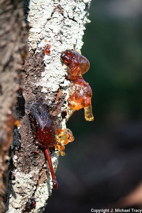 Hardened Amber Sap Leaking From Crab Apple Tree J Michael Tracy