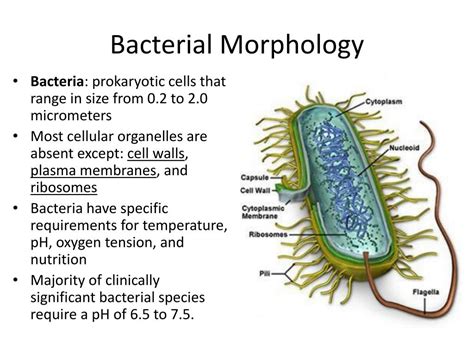 Morphology Of Bacteria