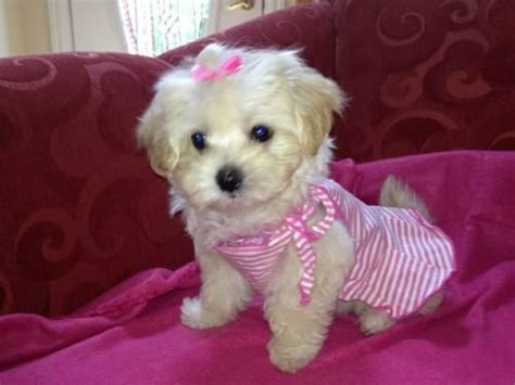 I have some maltipoo pups for sale! Very Rare (Fawn Colored) Maltipoo Puppies for Sale in ...