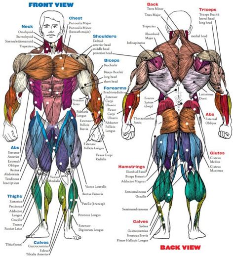 Body Muscle Names Funny Body Part Names Weird Names For Human Anatomy