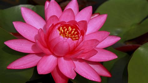 Thailands Lotus Lake A Secret Red Flower Galaxy Connoisseurs