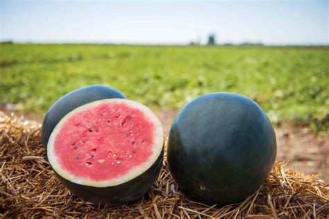 How To Grow And Care For Black Diamond Watermelons
