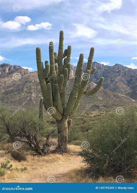 Very Large Saguaro Cactus In The Desert With The Mountains As A