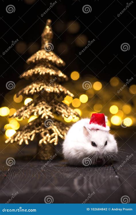 Cute Hamster With Santa Hat On Bsckground With Christmas Lights Stock