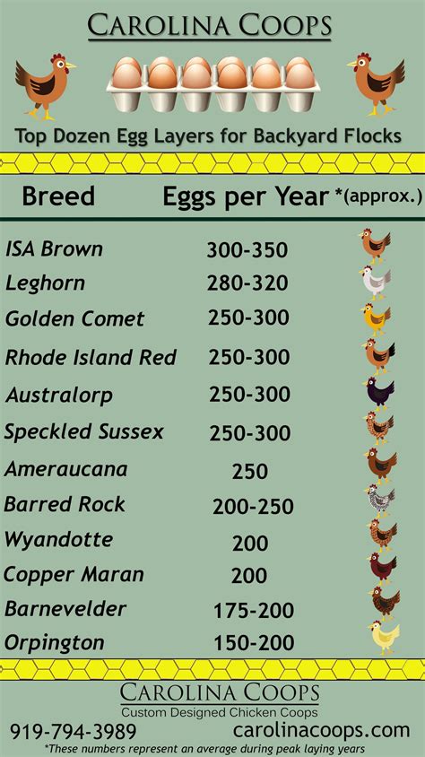 Top Dozen Egg Layers For Backyard Flocks Best Egg Laying Chickens