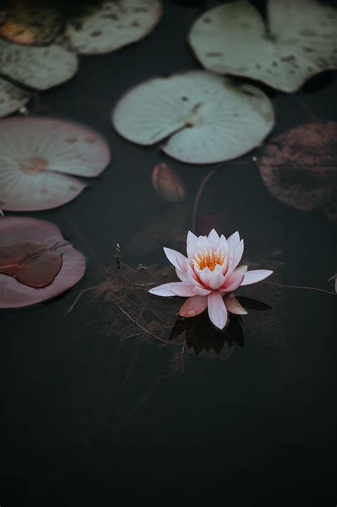 Royalty Free Photo Pink Lotus Flower Floating On Body Of Water Pickpik