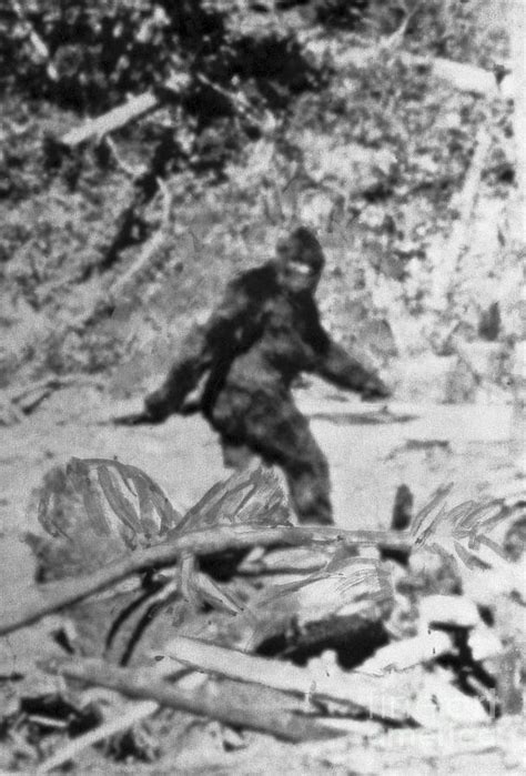 Alleged Photo Of Bigfoot Photograph By Bettmann Pixels