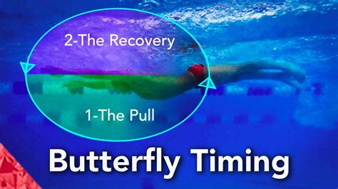 Intro To Swim Strokes Butterfly Timing