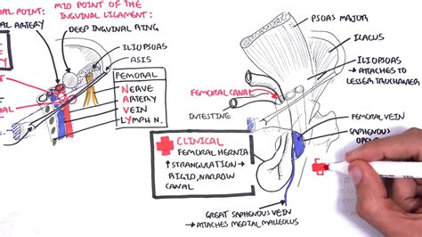 Clinical Anatomy Lower Limb Bones Inguinal Ligament Hip Knee And