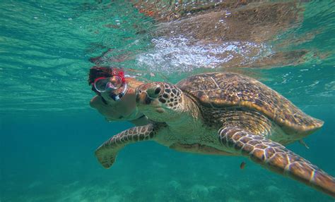 St Thomas Snorkeling With Turtles And Sailing Cruise Excursion
