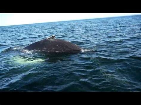 From June to early October the waters of Côte-Nord, Saguenay–St