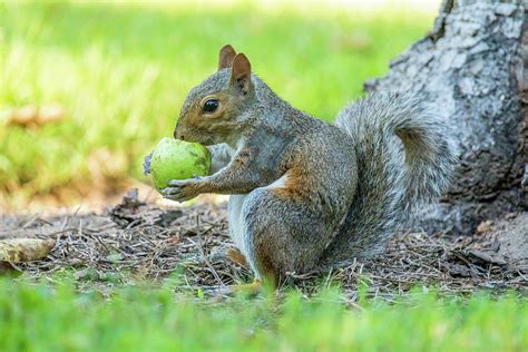 Squirrel Eats A Green Apple Photograph By Rachel Morrison Pixels