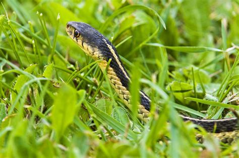 Snakes Of The Everglades And South Florida