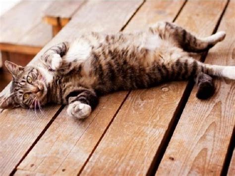 Gastroenteritis In Cats Causes Symptoms And Treatment