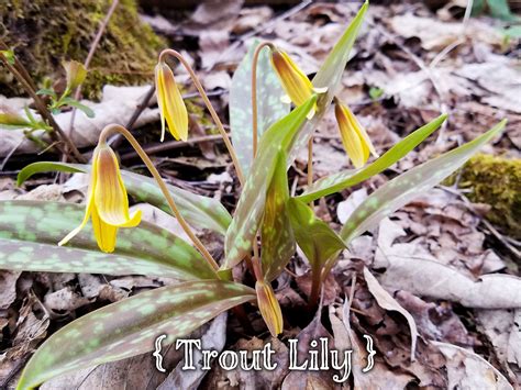 Trout Lily Wildflower Wednesday