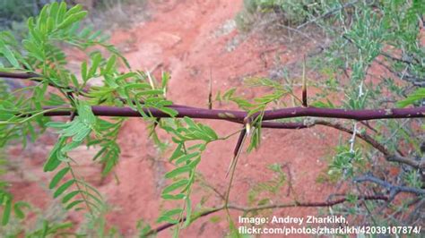 Mesquite Trees Types Leaves Flowers Bark Identification Pictures