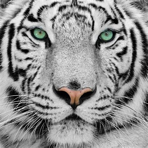 White Tiger With Green Eyes Tigers Pinterest Beautiful Eyes And