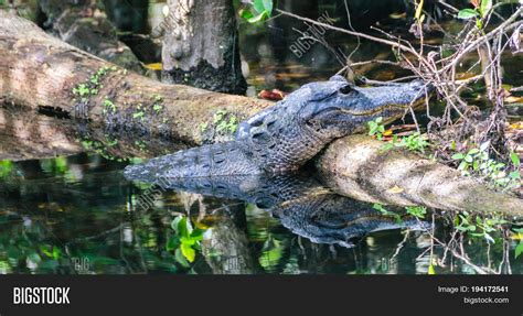 Alligator Swamps Image Photo Free Trial Bigstock
