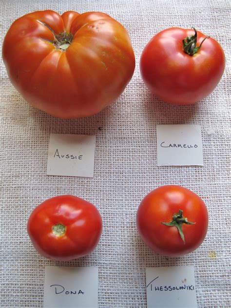 Heirloom Tomato Varieties 2012 Roundup And Summary