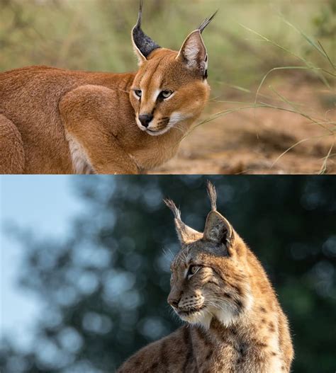 5 Fascinating Facts About Caracals These Graceful Wild Cats Are Not