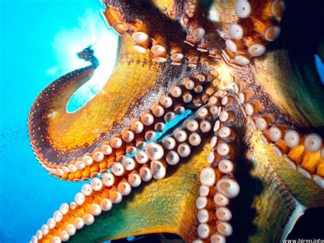Octopus Wallpapers Wallpaper Cave