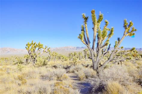 Joshua Tree In Mojave Desert Utah Stock Photo Image Of Bush Jutah