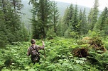 Shining a spotlight on Darkwoods: a rare inland temperate rainforest in BC