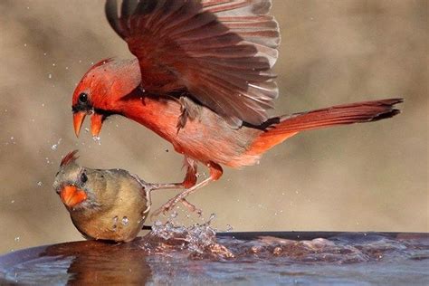 A Male Red Northern Cardinal Fights With A Female Red Northern Cardinal