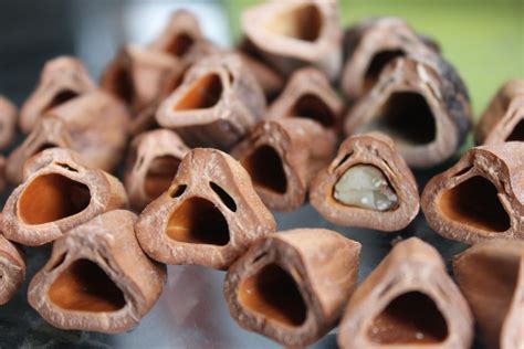 These Nut Shells Look Like Tormented Souls Mildlyinteresting