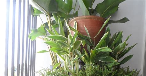 7 tanaman ini cocok untuk mempercantik pagar rumah kamu. Mini Garden Di Balkoni & Elemen Hijau Dalam Rumah | The ...