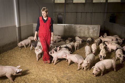 Farm Visit The Journey To Make Money From Pig Welfare Pig Progress