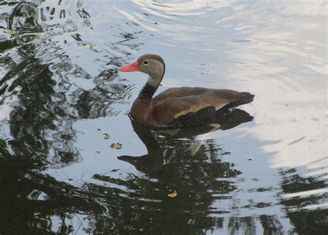 Still Duck In Blue Water Photograph By Matthew Kramer Pixels