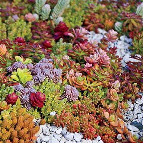 Hardy Succulent Sedum Collection Pack Of Six Evergreen Hardy Plants Perfect Ground Cover