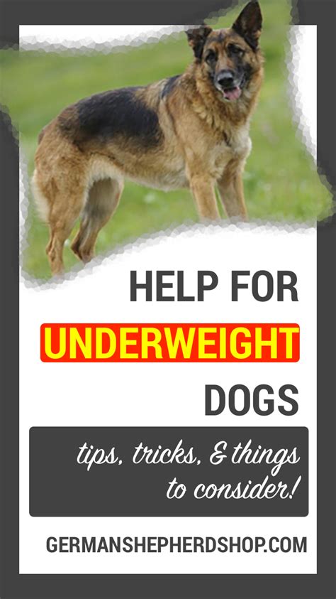 Check spelling or type a new query. Pin on German Shepherd Tips