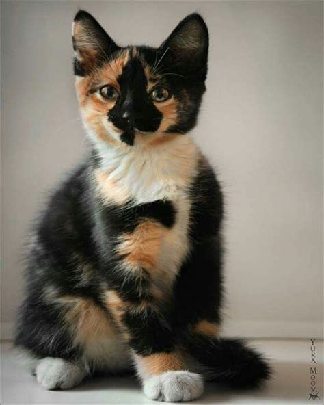 800 Best Images About Tortoiseshell Calico And Other Parti Colored