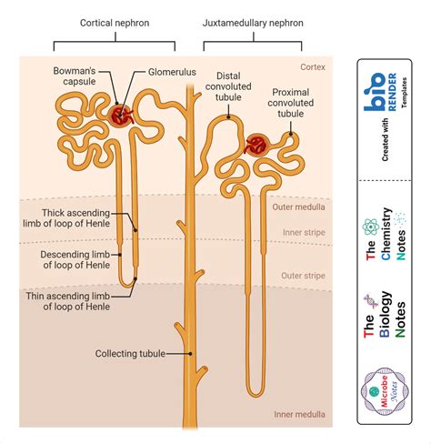 Nephron Definition Structure Physiology Functions