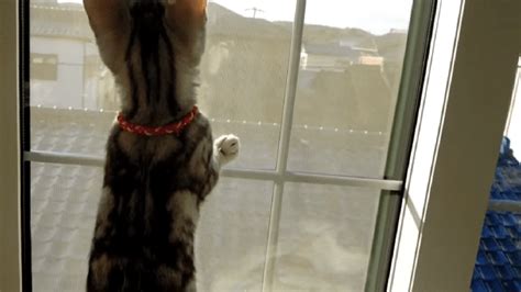 【そっちは危険だにゃ！】窓の外に居る飼い主さんを見た子猫、一生懸命に助けようとする´；ω；`♡ Peco（ペコ）