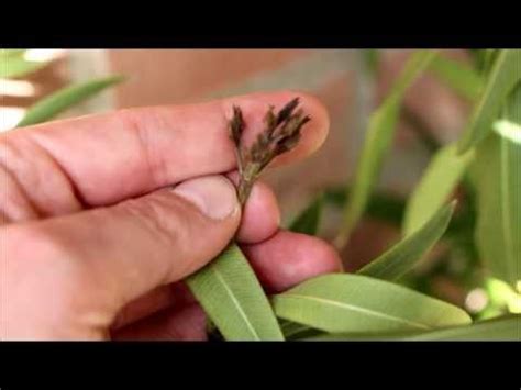 Oleander zu schneiden ist notwendig, damit die kübelpflanze schön blüht und gut wächst. Pin auf Garten