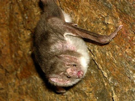 Are Vampires Real What Is A Vampire Bat Vampire Bat Facts Questions