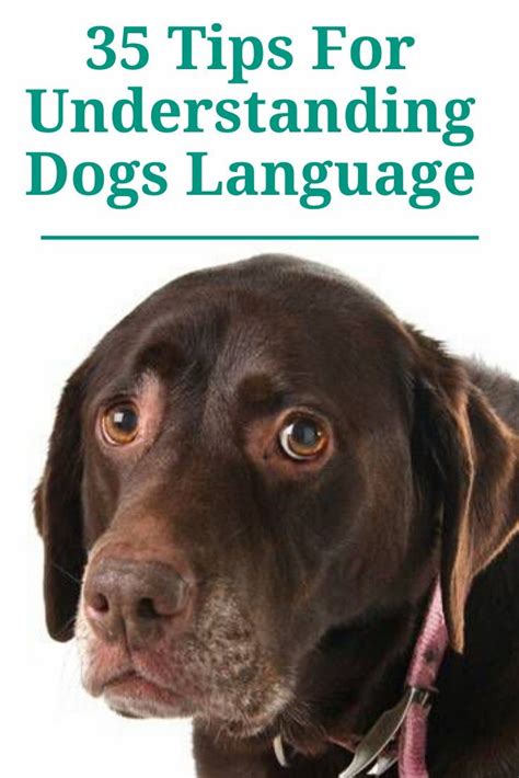 35 Tips For Understanding Dogs Language In 2020 Dog Language Dogs