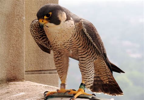 Peregrine falcon killed after flying into window of Oakland building | Pittsburgh Post-Gazette